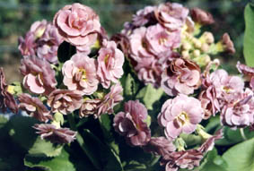 Primula auricula hybrids (5)